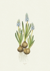 ILUSTRACJA SZAFIREK